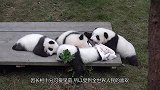 第一只被外国退货的大熊猫，真相让人哭笑不得，网友：干得漂亮！