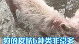 在日常生活中狗狗常见的一些皮肤B怎么去处理