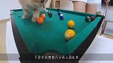 一个被耽误的兵乓球高手，猫咪和主人打兵乓球，橘猫：你尽管发球
