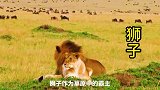 不自量力！狮子捕杀水牛，却被水牛围攻，吓到躲在一旁瑟瑟发抖