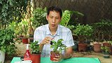 夏季养长寿花，这1点稍微不留意，就会出现腐烂