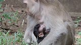 混血猴子生下来就很健康，适应外界的速度很快