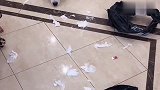 哈士奇拆家，男主毫无办法，场面太好笑了