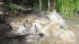 鳄鱼碰上了王八，简直束手无策，直接被耍得团团转！