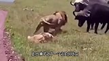 为了一块肉，母狮竟遭到了家暴，雄狮将其“脊梁骨”当场咬断了！