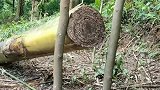 野外超牛重力落木捕鼠，这陷阱真是厉害了，一天不少抓老鼠吧