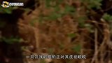 3只猎豹围捕鸵鸟，情急之下鸵鸟使出绝招，镜头拍下全过程