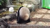 我国不把熊猫租借给印度，印度网友：我们有的是办法！