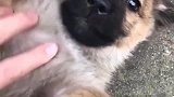 中华田园犬跑着跑着就长大了，当初也不知道你能长成这样啊！
