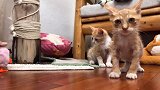 猫咪第一次看见小鸡，非常抓狂使出左右钩拳，直接把小鸡打飞