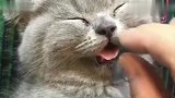小猫咪第一次吃小鱼干，热泪盈眶，实在是太好吃了！