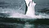 惊险！慢镜头记录大白鲨猎杀海豹的瞬间