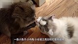 海关查获“巨无霸”宠物蚂蚁，身长可达1元硬币直径！