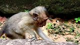 小猴子打架警告了猴宝宝，猴宝宝和小猴子打架很不高兴