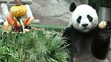 旅泰大熊猫“创创”死亡 保险公司将赔付1500万