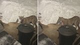 美国一居民发现一头美洲狮在其门廊里吃刚猎杀的麋鹿