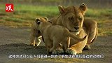 母狮带幼狮过马路，下一秒母狮突然掉头回跑！意想不到的一幕发生