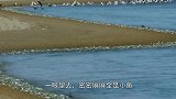 “上万”鱼群疯狂涌上岸，引来海鸟觊觎也不逃，这是怎么回事？