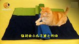 猫咪抢占地盘：一言不合就出喵喵拳