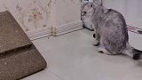 当你没通知猫咪饭盆换位置了，眼前这一幕，承包了我一天的笑点
