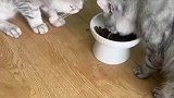 公猫只能一颗一颗扒着吃