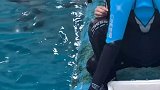 小海豚 来喽 到蓬莱过神仙日子