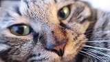 你这只萌萌的猫咪啊，看这奶凶奶凶的眼神，真是可爱呢！