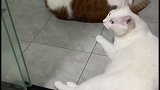 猫猫也会有更年期吗