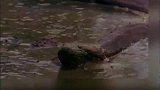 巨蟒胃口不小，那么大的水豚被一口吞下