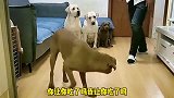 小迷糊已经无敌，笼子都关不住他，姥爷感叹“我服了”
