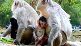 为什么猴宝宝会这样可怜的猴妈妈