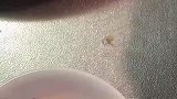 女子在家炸虾片，炸出了优越感