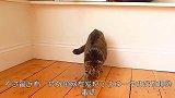 老鼠躲到轮胎隐身和猫捉迷藏，喵咪找半天，真是为猫咪智商捉急！