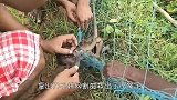 鸟儿为何停留在田野上空？全都一动不动，鸟：被安排得明明白白！