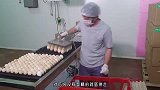 原来小鸡是这样孵出来的，一次能孵出上万只，网友：太残忍了