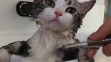 狸花猫洗澡能这么淡定, 一看就是做大哥的