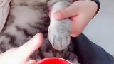 猫：放开我的猫：爪，我才不愿意按！