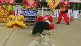 边牧屁颠屁颠跑向舞狮队，居然跳起了舞！