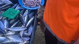 猫猫市场摊贩偷鱼被发现
