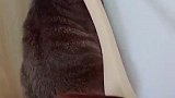 猫：你别说了，我已经知道错了！