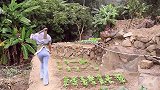 砂锅生焗八爪鱼的简单家常做法，出锅香气四溢，脆爽鲜嫩特别好吃