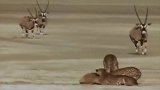 羚羊的角太厉害了！猎豹也很忌惮威力