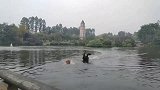 下河游泳，结果被黑天鹅追着打！