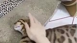 如何驯服猫咪不再咬人？你们家猫咪也可以