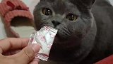 菠萝吃完跳跳糖慌了