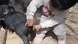 孩子一到奶奶家，家里的猪崽就遭了殃，接下来的一幕，看完不许笑