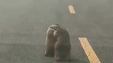 车主在公路拍到土拨鼠掐架，又呆又萌好像跳探戈