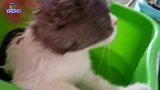 主人给两只猫洗澡，一只比一只乖，看到小流浪猫的模样忍不住笑了
