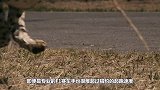 猎豹刚刚睡醒，危险就突然降临，短短几秒就送了性命