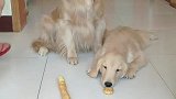 金毛妈妈真是太懂事了，接下来它的做法令人感动，母爱真伟大